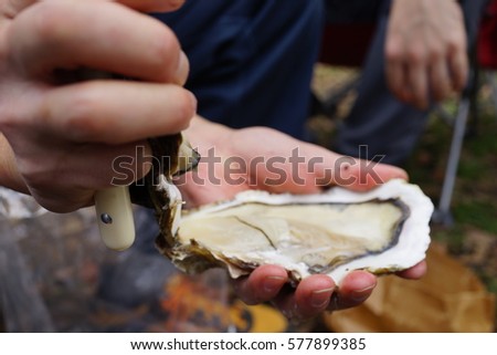 opening oyster Royalty-Free Stock Photo #577899385