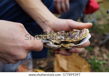 opening oyster Royalty-Free Stock Photo #577899397