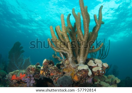 Sea Rod on a coral ledge, picture taken in Broward County, Florida