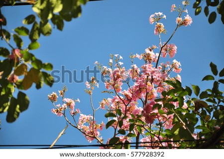 Blooming Tree on blue sky background