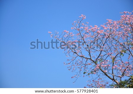 Blooming Tree on blue sky background