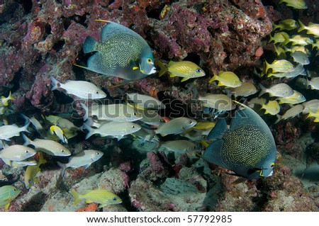 Aggregation of fish on a reef.  Picture taken in Broward County, Florida.