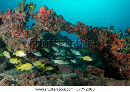 Aggregation of fish on a reef.  Picture taken in Broward County, Florida.
