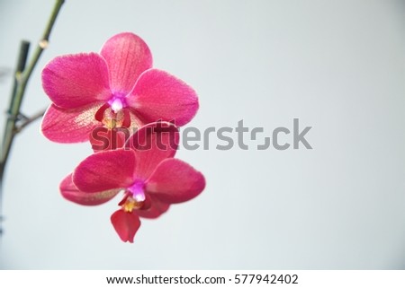 pink Orchid on a light background.