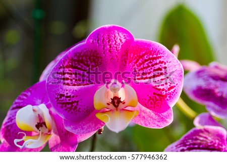 Beautiful Orchid Flowers in the garden 