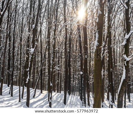 beautiful winter forest, shining sunbeam, buildings, background concept coldwinter