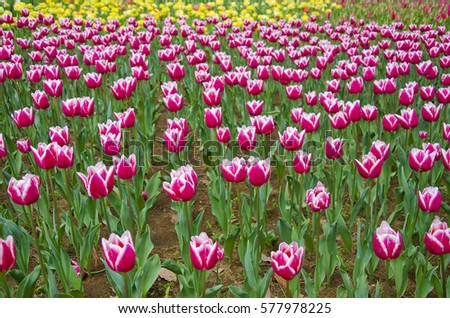 Tulips in spring,colourful tulip