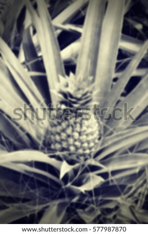 Blurred abstract background and can be illustration to article of pineapple farm