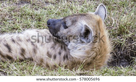wild hyaenae in the Masai Mara national Park in Kenya