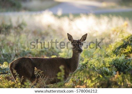 Beautiful hind doe red deer cervus elaphus in dappled sunlight forest Autumn Fall landscape