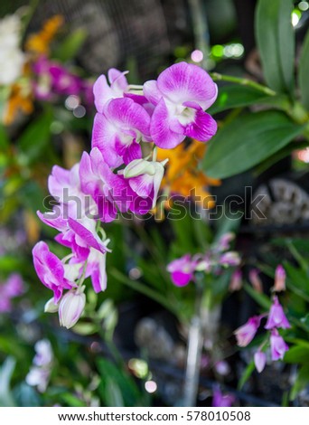 purple Orchid