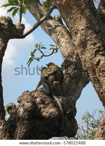 Monkeys Cuddling in Tree