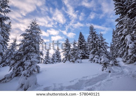 Clouds are floating in the blue sky above snow-covered spruce forest. Magic landscape in the winter mountain during sunset.