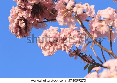 Tabebuia rosea pink flowers bloom beautifully photographed apparently blurred.