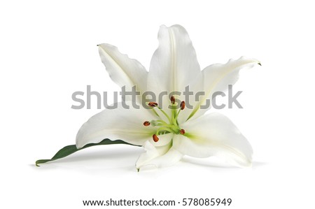 Just a Lone Lily Being Beautiful - the white lily symbolizes virginity, chastity and virtue, here is a lone head isolated on a white background Royalty-Free Stock Photo #578085949