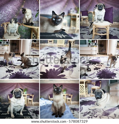 Thai cat and pug collage background lavender field 