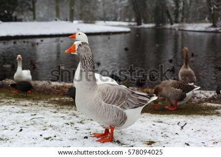 fat goose and ducks on the snow in the clingendael park, the Hague. Snowfall in the Netherlands