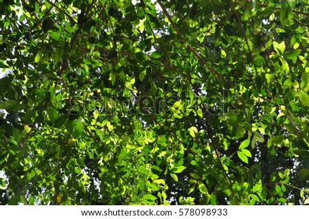 Spring background with leaves and trees