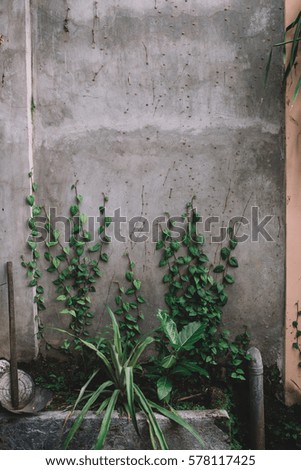 Green leaves on a concrete wall background