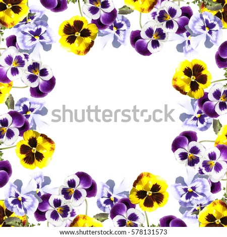 Beautiful floral background of purple and yellow pansies 