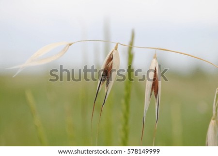 spikelets of oats  Royalty-Free Stock Photo #578149999