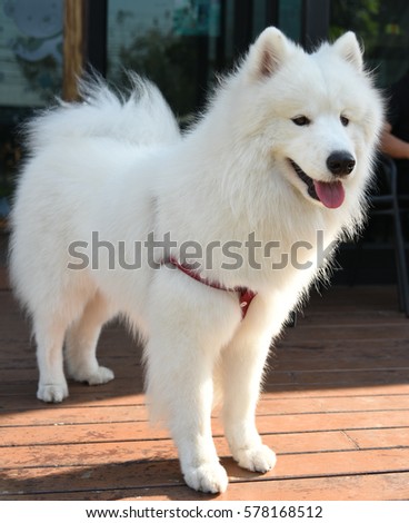 A samoyed is posing for a portrait picture.