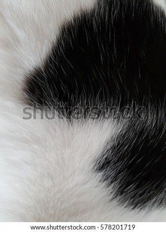 Black and white fur 