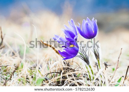 Beautiful violet crocuses, first spring flowers. Macro image, selective focus