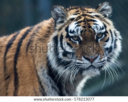 Siberian Tiger Portrait close