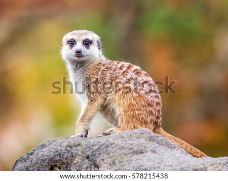 Isolated single meerkat colorful background