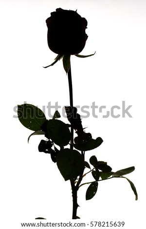 rose shadow