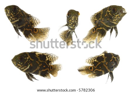 Five tiger oscar fish. Taken on a clean white background.