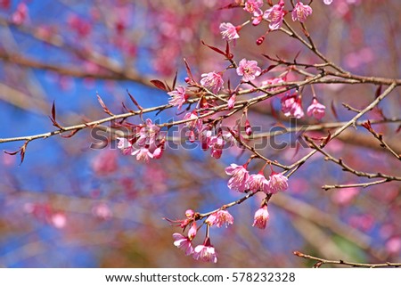 Full Bloom Cherry Blossom or Sakura Branches and blue sky background