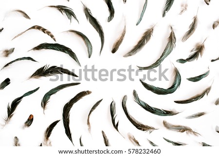 Frame of bird feathers pattern. Flat lay, top view