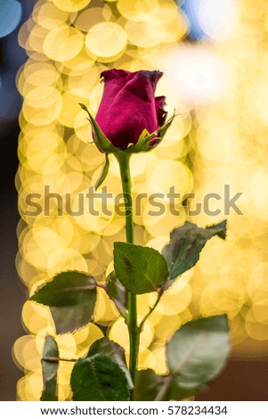 Rose on bokeh background