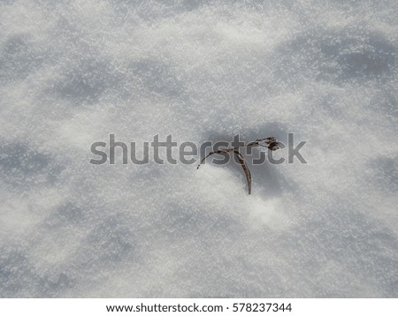 a dried flower of linden tree in the snow