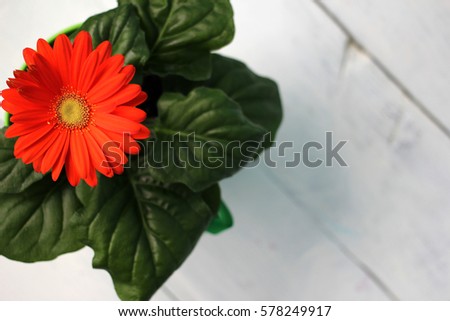 Valentine's day (14 February), International Women's Day (8 March), the day the mother and other holiday: bright gerbera (flower) in a pot