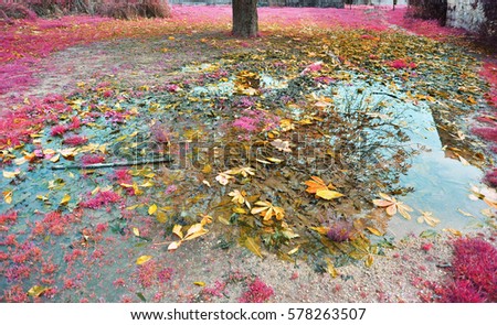 after rain photography - tree reflection and fallen leaves on rain pond
