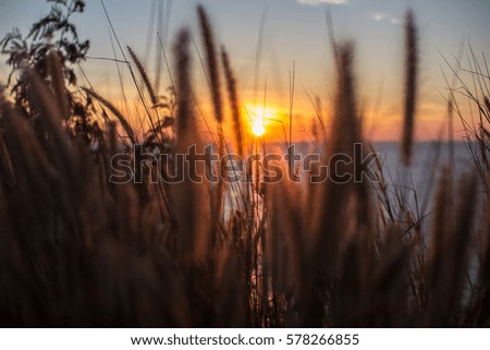 Mission Grass with sunset Background