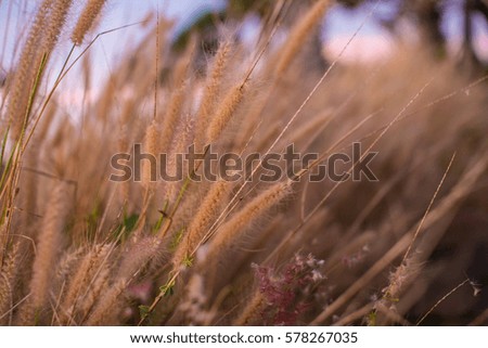 Mission Grass with sunset Background
