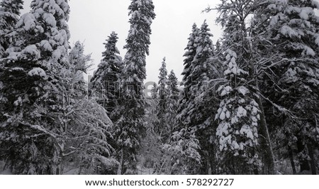 Stunning drone shot of snow laden forest pine trees in the middle of winter after a heavy snow storm.