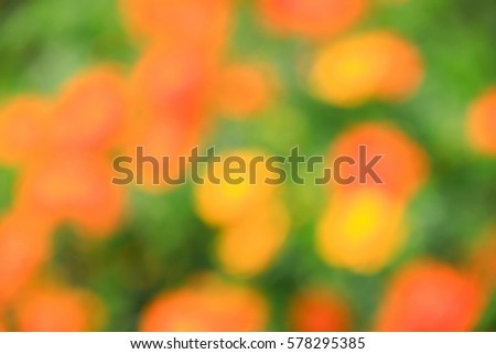 Blurred of abstrack colorful flower