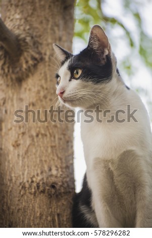 Black and white cat playing the puck on the tree.