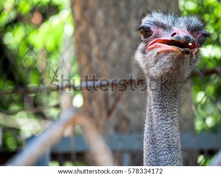 A picture of the head of an ostrich facing the camera. 