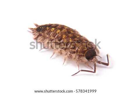 Close up view of a common woodlice (Porcellio scaber) from the side isolated on a white background with soft shadow