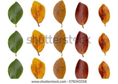 discoloration of the leaves