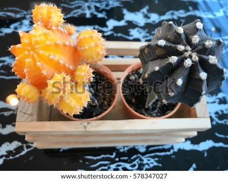 Beautiful blooming wild desert cactus flower on black table background