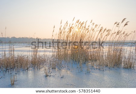 Shore of a frozen lake at sunrise in winter 
