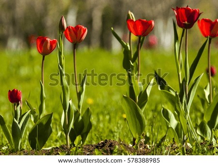 A beautiful bouquet of tulips is a bulbous spring-flowering plant of the family of lilies, with bold colored cup-shaped flowers.