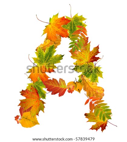 Letter A made of autumn leaves close up  isolated on white background
